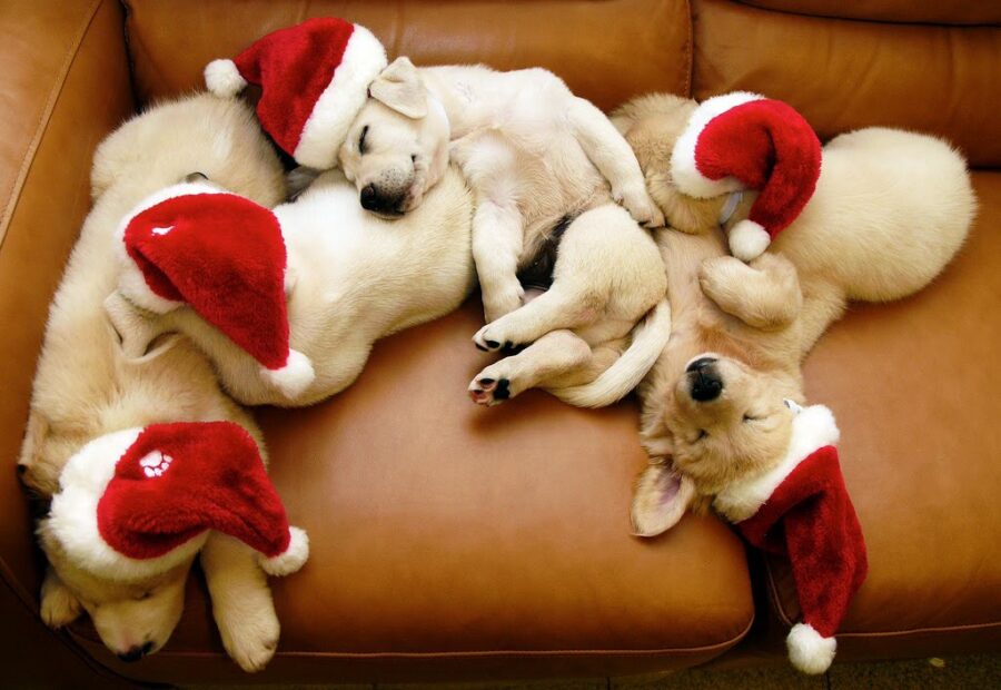 Christmas+Puppies+For+Sale